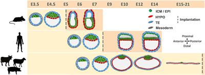 Lineage Differentiation Markers as a Proxy for Embryo Viability in Farm Ungulates